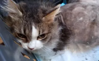 Pomoc kočičkám z útulku Radim kočkám