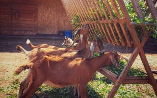 Obnova 1. Kozí Farmy Arnultovice po povodních