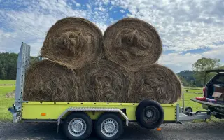 Sucho vypálilo pastviny. Zachráněná zvířata potřebují seno.