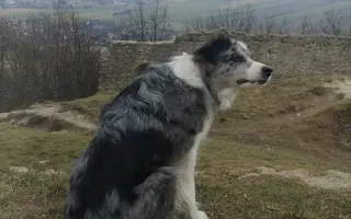Sbírka na veterinární péči a diabetickou dietu pro Dixinku