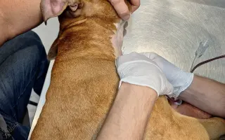Pomohli jste zachránit Leylu