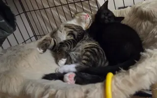 Staňte se nadějí pro kočičky bez domova