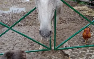 ❤️ Pomozte Farmě Duběnka zůstat místem pro děti i zvířata