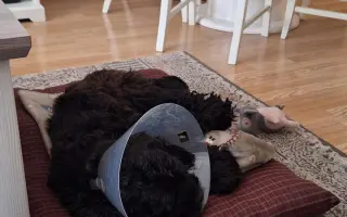 Pomohli jste Medvídkovi Pú k lepšímu zraku