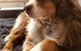 Freddie a NEpřítel nádor - pomůžete?