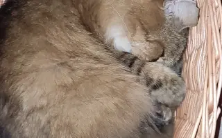 Slunce pro zachráněné kočičky - pergola se zázemím