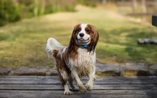 Akutní operace kyčle pro Charlieho: pomozte mu opět běhat bez bolesti