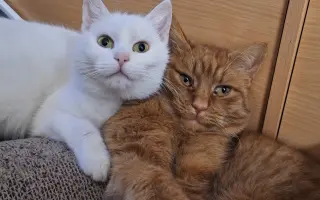 9 nalezených Lásek