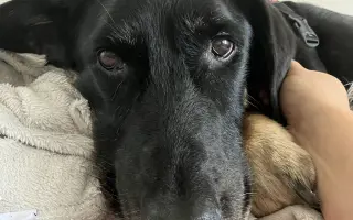 Veterinární péče pro velmi nemocného Čendu a Ronečka