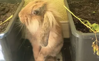 Sbírka na operaci Králíčka Muffina