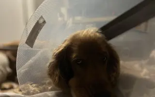 Operace kolena pro Simbu