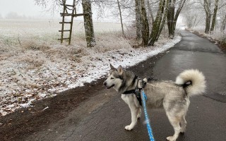 Pomozte Nelince zpátky na nohy – operace kolene pro sedmiletou malamutku