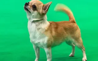 Pomozme Ajri zpátky na nohy