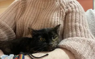 Pomoc pro kočičku Ayu: bez operace trpí, s ní má šanci