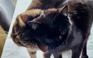 Veterinární péče pro kočičky z Kočičího štěstí, z.s. 🐈‍⬛