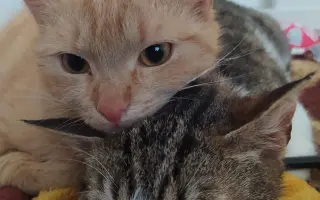 Šance na život pro Ouška a další kočičky z našeho depozita