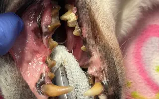 Voříškov přijal 45 nových chlupáčů - pomůžete spolu s námi změnit jejich příběh?