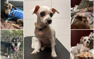 🙏🐾 Prosíme: "Pomozte nám uhradit veterinární péči pro pejsky bez domova." 🐾🙏