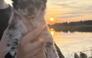 Pomozte Nixie znovu běhat