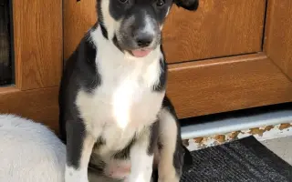 Pipety, obojky, postřiky a další antaparazitika pro psy