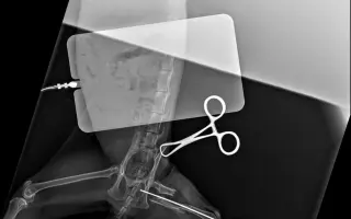 Nekonečný boj o záchranu zvířecích životů 😢