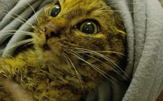 Pomoc s úhradou veterinárních nákladů 🙏