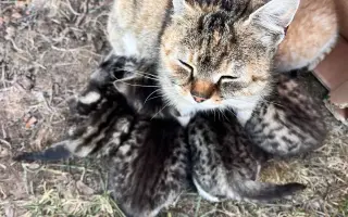 Pomoc pro kočky a koťátka Kočky u Katky