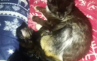 Pomohli jste Pinďovi k lepšímu životu