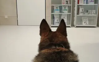 Pomoc Furině v boji s lupusem (SLE)