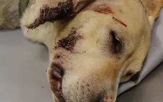 Veterinární pomoc naším svěřencům