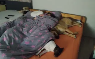 Darujte prosím Roxy život – šance na operaci a další roky plné radosti