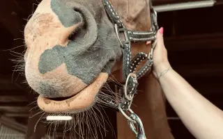 Zachraňme čelist Sithonii