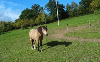 Podpořte koňácký kroužek pro děti a mládež
