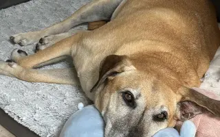 Aby tu s námi Caramelka byla déle💛🧡🤎