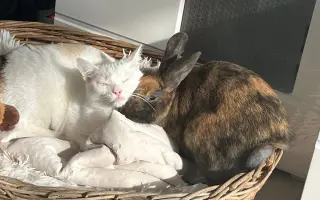 Proměňme společně kočičí svět v lepší místo 🐈