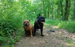 Pomoc při boji s rakovinou pro Pupču