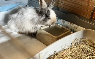 Z ulice do bezpečí: pomozte králíčkovi Beky