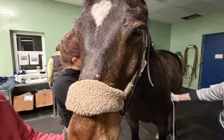 Pomozte zachránit Gryffiho život