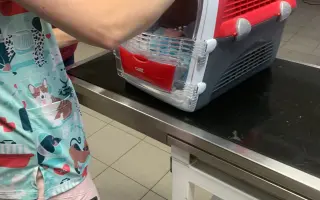 Staňte se nadějí pro kočičky bez domova