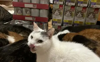 Prosba o příspěvek na nákup krmiva a steliva pro kočičky z Píšánku