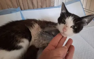 Pomoc pro kočky a koťátka Kočky u Katky