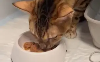 Boj o život rodinného kocourka