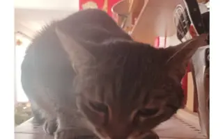 Pojďme dát kočičkám druhou šanci, obnovme kočičí kavárnu café & bar Šťastné tlapky