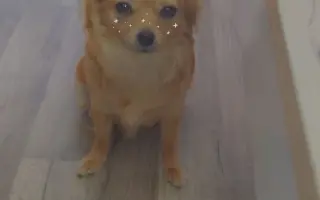 Pomozte Sisi znovu běhat bez bolesti