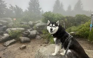 Pomoc pro Kiru – druhá operace přetrženého vazu během pár měsíců