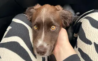 Pomozte Lokimu žít plnohodnotný život