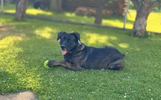 Ara a její životní příběh. Pomozme jí znovu chodit bez bolesti ❤️