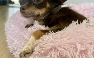 Pomozme Xyrušče znovu běhat 🐾♥️