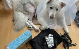 Dvě kolínka pro Oriho. Pomozte Orimu na tlapky