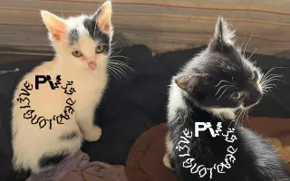 PV: IS DEAD, LONG LIVE: PV - Podpořte platformu Psí víno